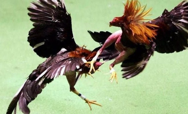 Fighting Cock Care – How to Make Your Fighting Cock Strong and Durable
