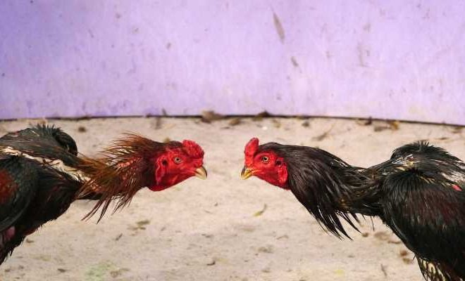 Thực phẩm cho gà chọi